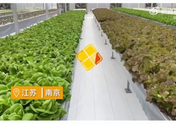 聚英智慧溫室控制系統(tǒng)，建設植物工廠，一年多茬