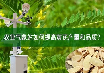 農(nóng)業(yè)氣象站如何提高黃芪產(chǎn)量和品質(zhì)？